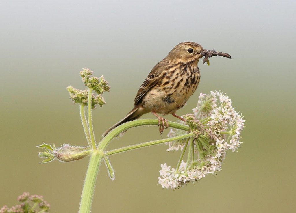 Meadow Pipits are feeding their young