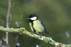 Scientific Study Shows Benefit of Feeding Garden Birds