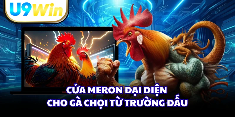 Cửa Meron đại diện cho gà chọi từ trường đấu